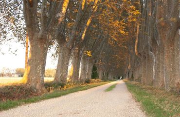 Treelined lane in country