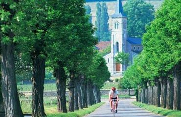 Cyclist riding down tree-lined road with church in background