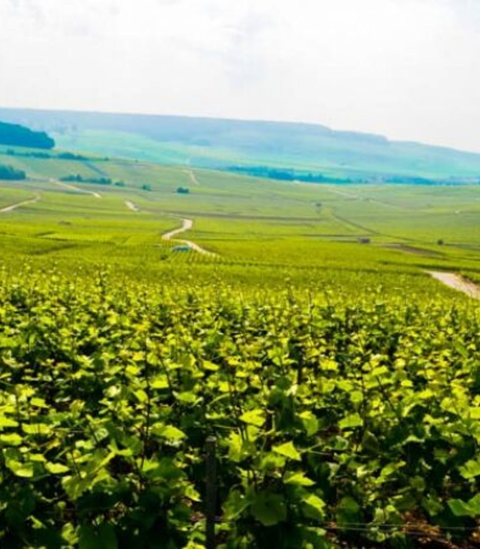 Cycle through Champagne and explore the verdant scenery