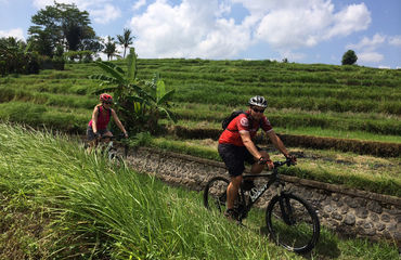Cyclists riding throug rice paddies