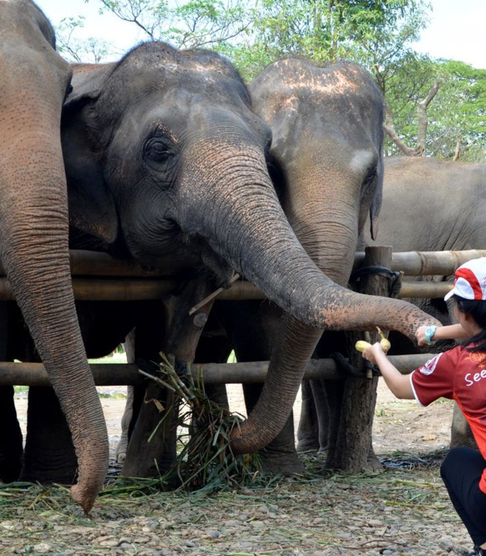 Elephants are intelligent, gentle, and friendly. Share your fruit with one whn you visit the sanctuary