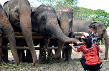 Elephants meeting girl