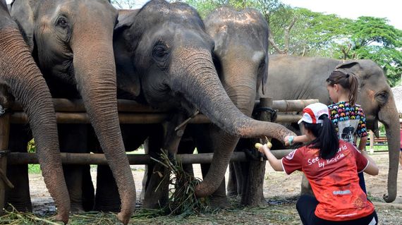 Elephants are intelligent, gentle, and friendly. Share your fruit with one whn you visit the sanctuary