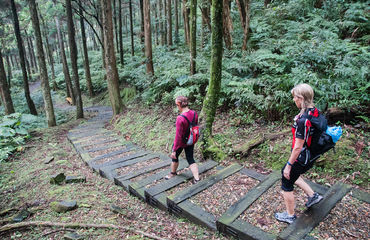 Hikers descending a stepped, wooded path