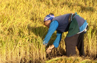 Chinese woman harvesting crop
