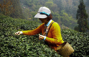 Chinese woman picking tea