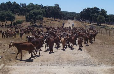 Herd of goats in the road