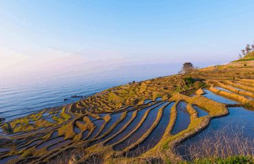 Rice paddies by sea