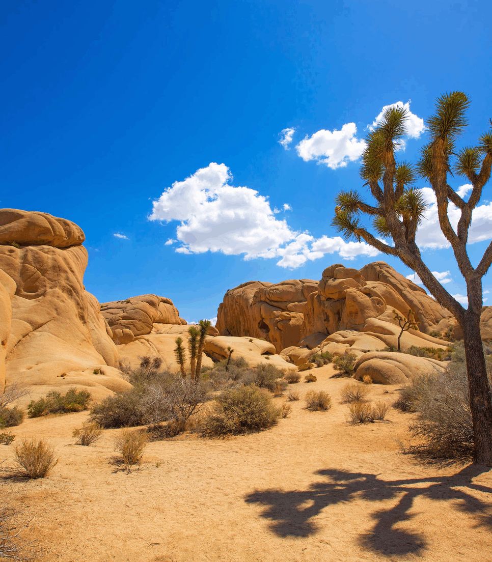 Spend some time exploring the breathtaking natural beauty of Joshua Tree