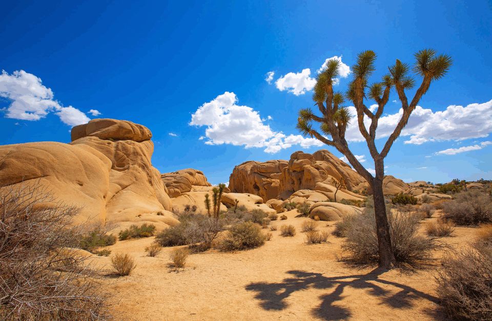 California Bicycle Tours: Palm Springs and Joshua Tree National Park