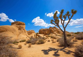 California Bicycle Tours: Palm Springs and Joshua Tree National Park