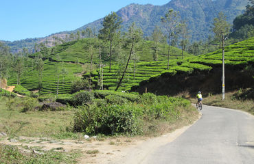 Riding through tea plantations