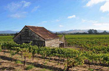 Vineyard with shed
