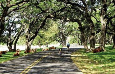 Cyclists riding through tree lined road