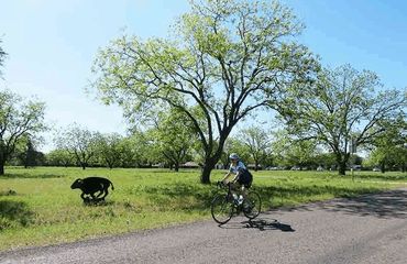 Cyclist riding past wild animal