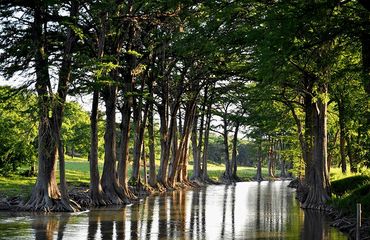 Tree lined waterway