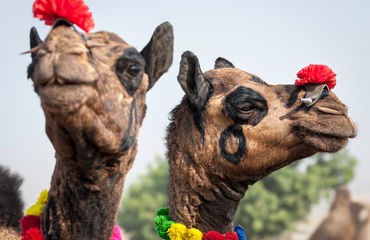 Two camels