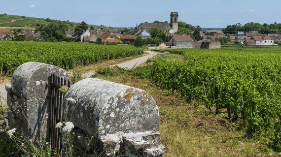 Explore this beautiful wine producing region of France