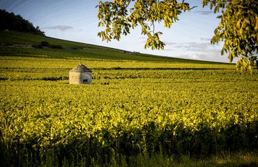 Vineyard near Beaune