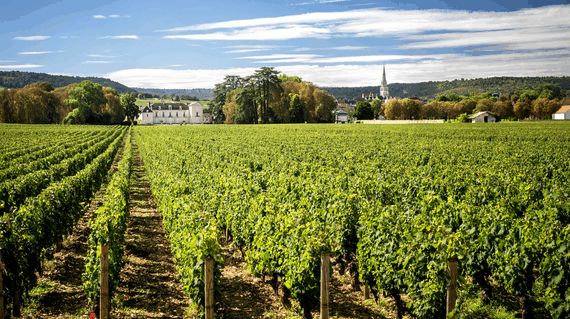 Cycle through the Meursault vineyards, one of Burgundy's best winemaking areas