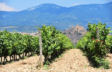 Vineyards in Spain