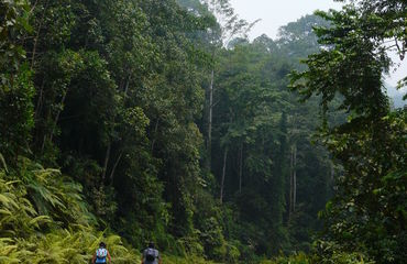 Cycling in the jungle