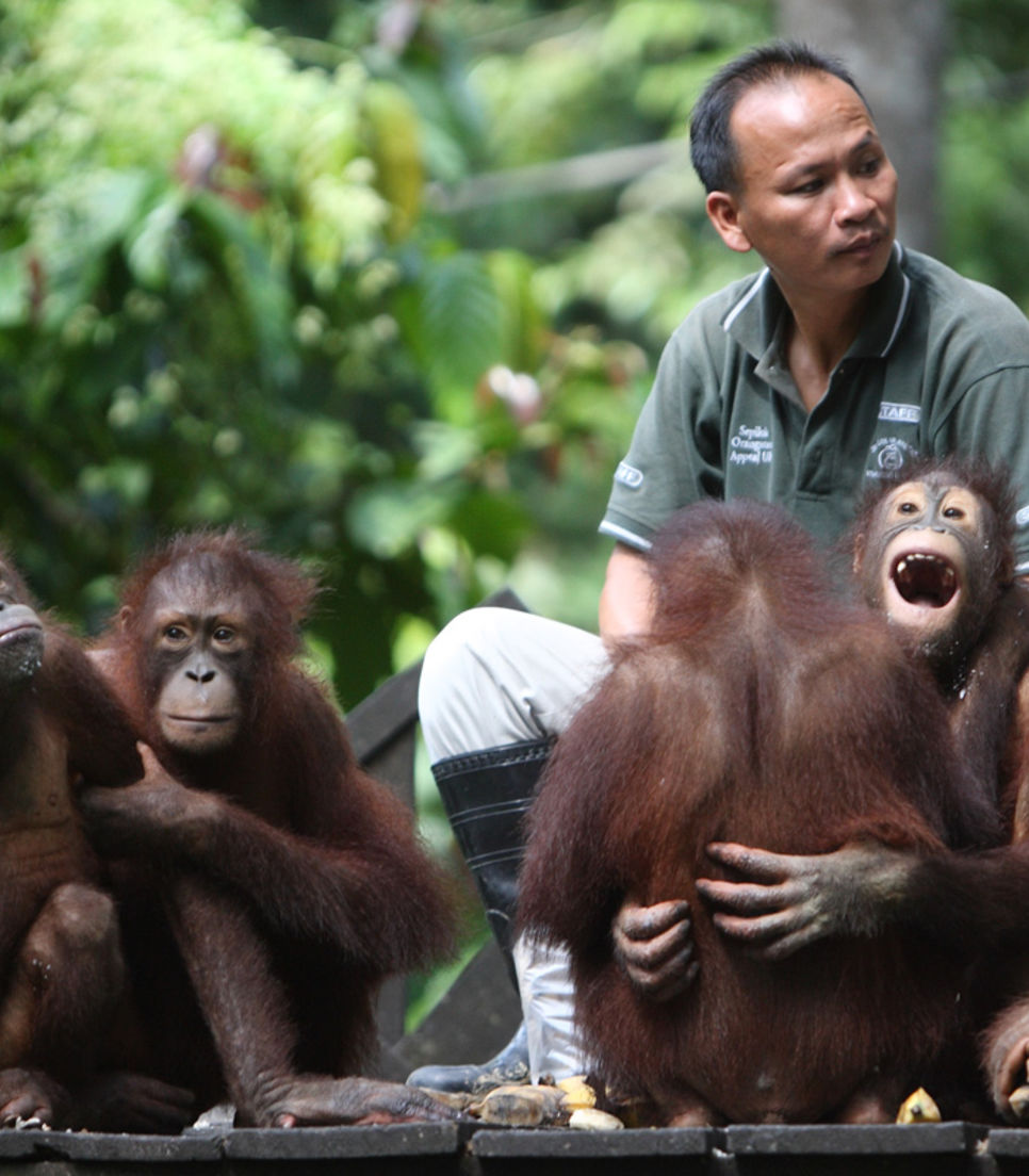 Get up close and personal with Borneo's inhabitants