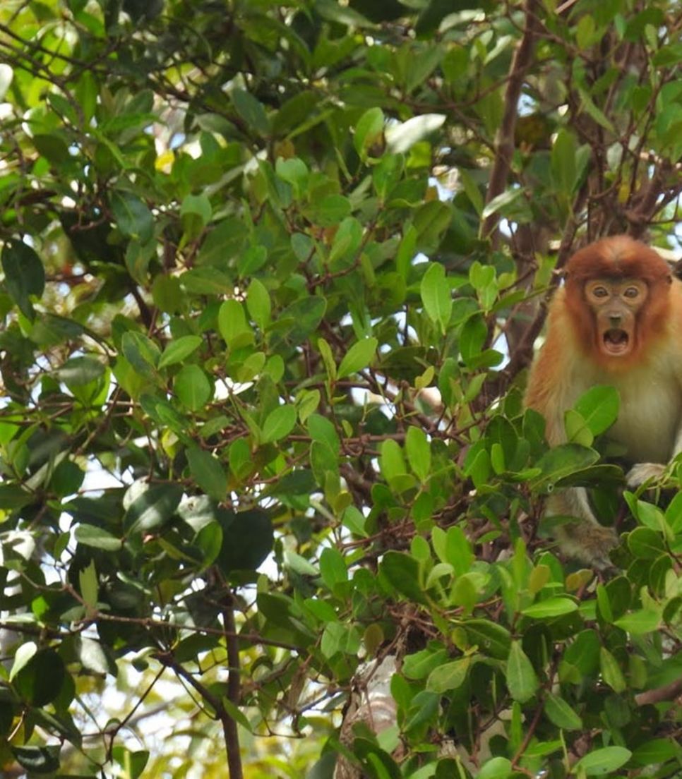 Get up close and personal with Borneo's inhabitants