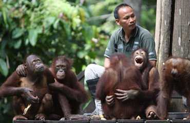 Orangutan rehabilitation