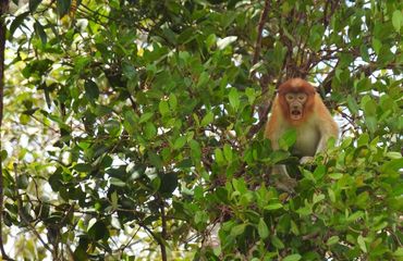 Orangutan rehabilitation