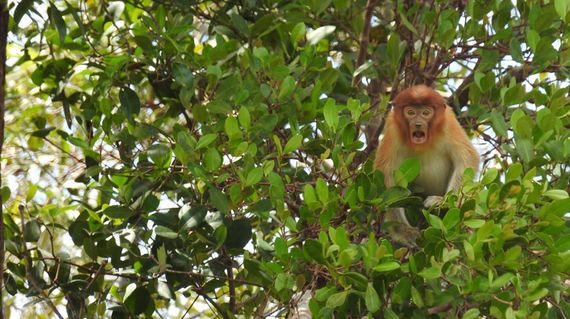 Get up close and personal with Borneo's inhabitants