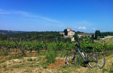 Bike leaning up against grape vines