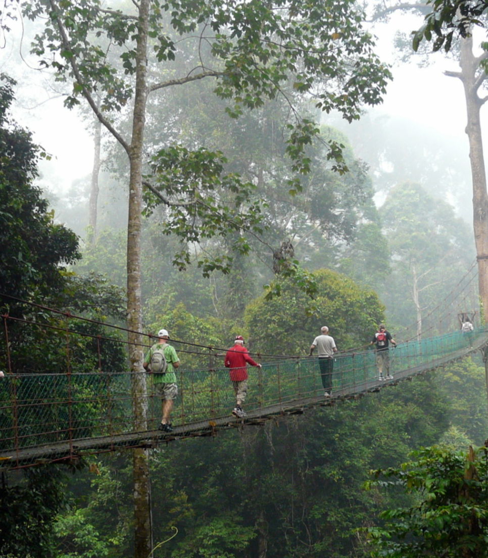 Explore the rainforest from a different perspective
