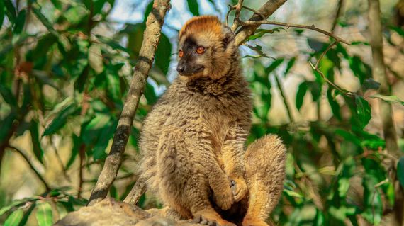 Spend day 12 hiking this spectacular national park and spotting lemurs