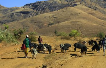 Farmers, cattle and mountains