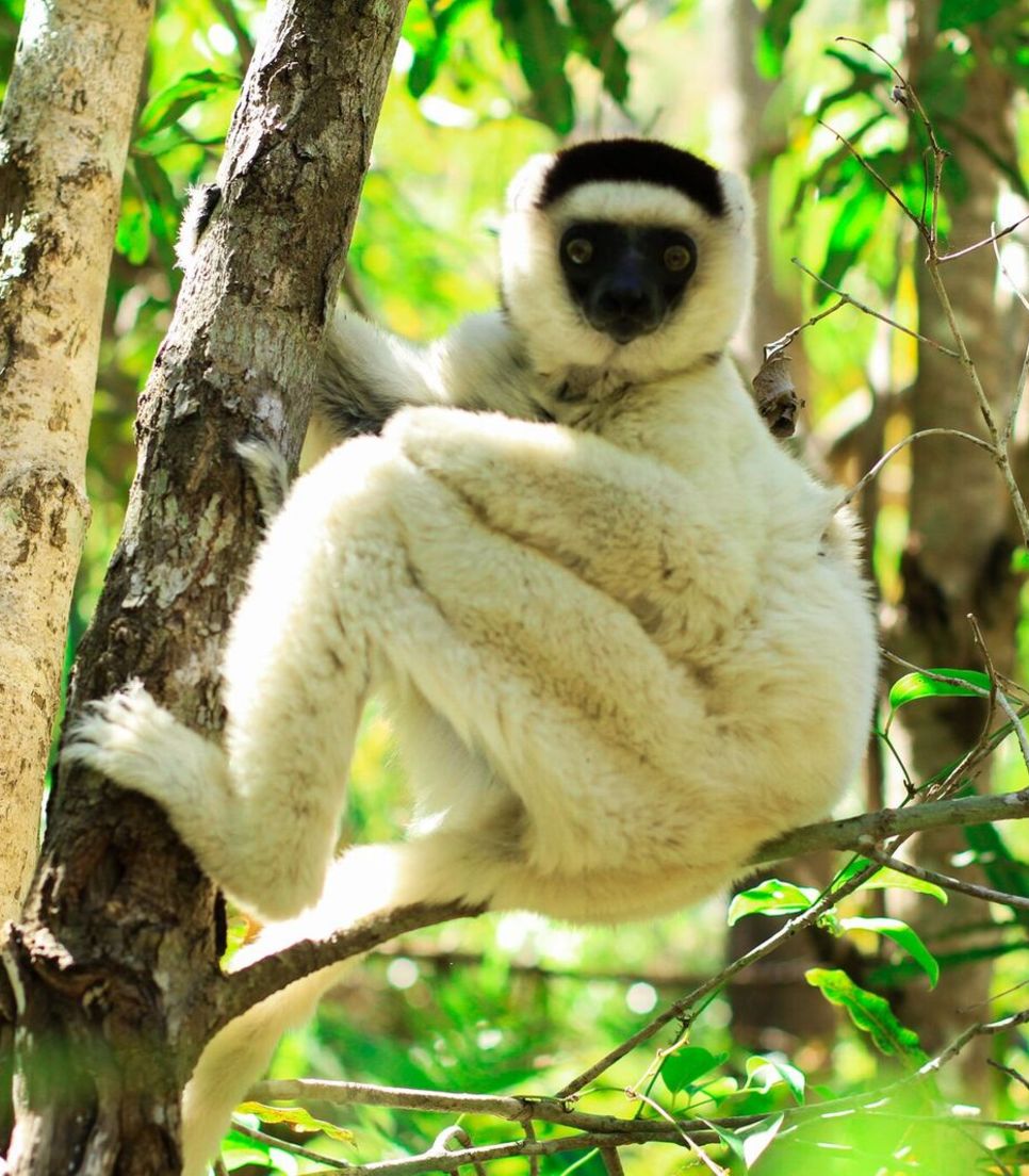 Spot the lemurs as you trek through Ranomafana rainforest