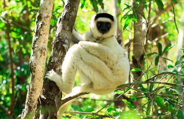 Sifaka lemur in the tree