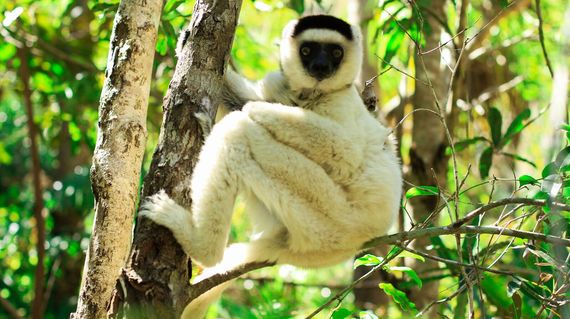 Spot the lemurs as you trek through Ranomafana rainforest