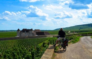 Cyclist stopped and looking at vineyard view