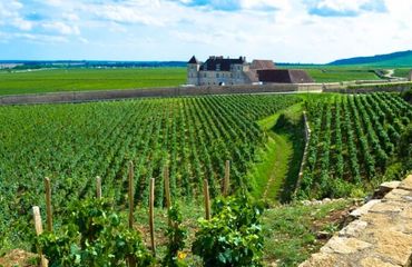 Vineyards and chateau
