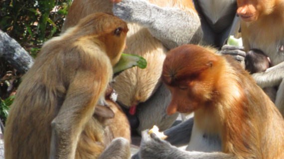 Visit and feed these unique monkeys up close