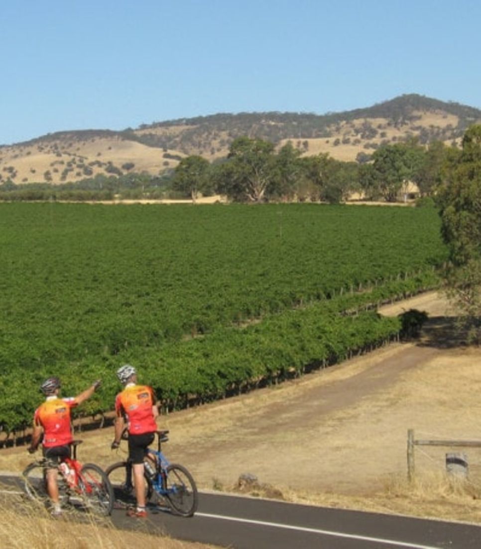Bike through the wonderful scenery of the Barossa and Clare Valley