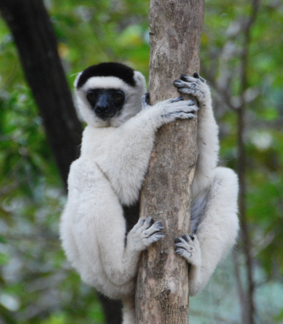With over 100 species in Madagascar, get your fill of these fascinating animal
