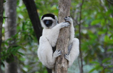 Lemur on a tree