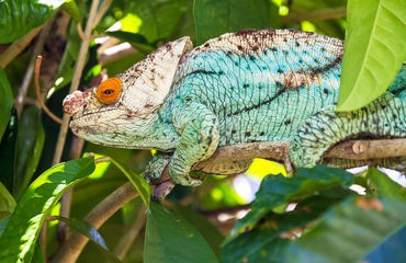 Reptile on tree