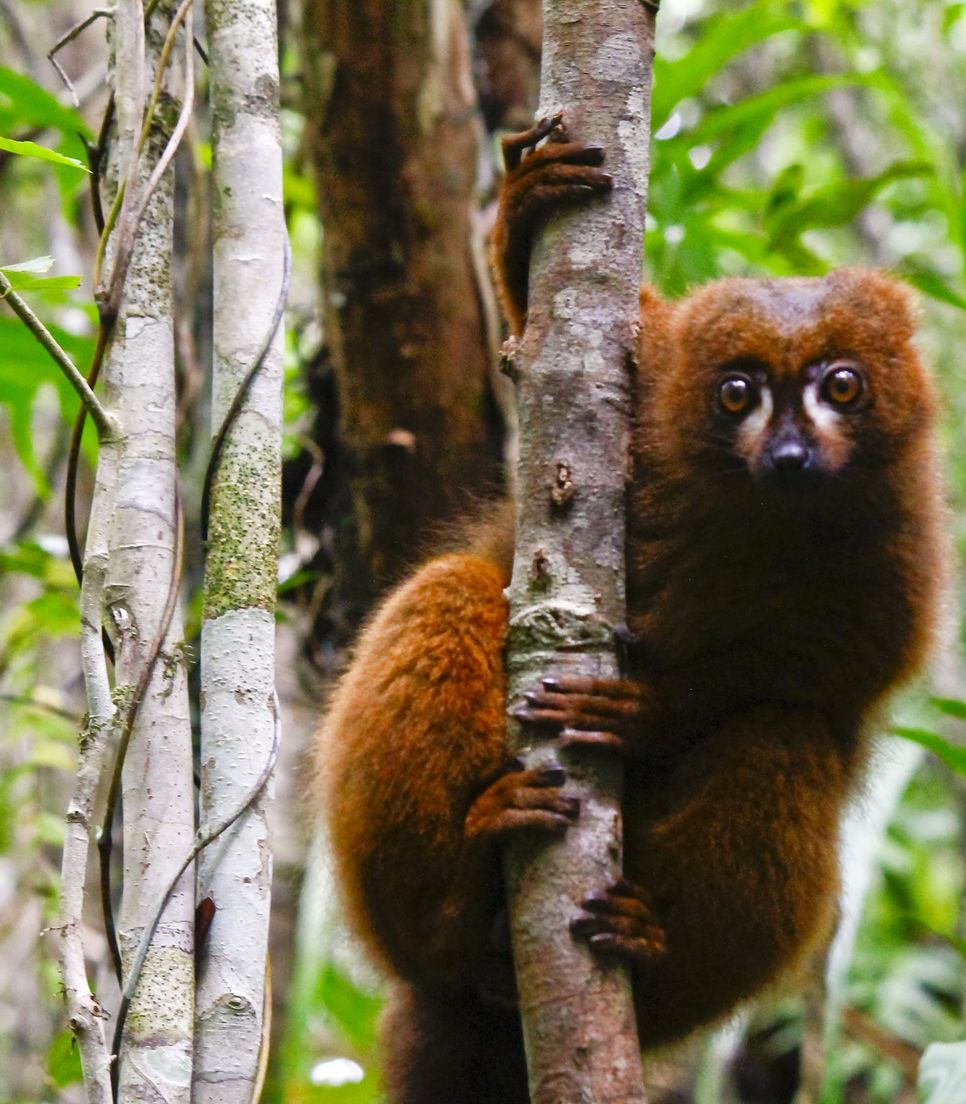 Discover the magical wildlife of Madagascar during the tour