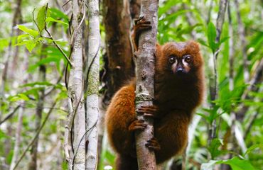 Red belied lemur in tree