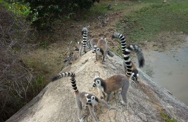 Lemurs on bank