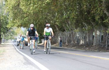 Cycling on tree-lined road