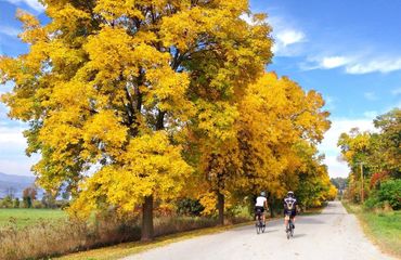 Cyclists riding past huge trees